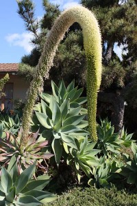 Agave attenuata at the neighbors