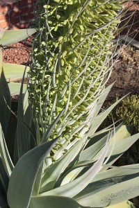 Agave attenuata flower stalk with buds