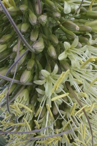 Agave attenuata flowers and buds