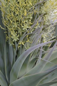 Agave attenuata spike with flowers emerging from plant