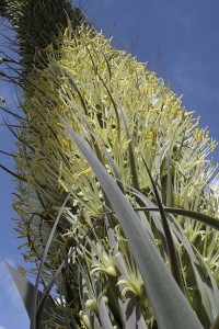 Agave attenuata stalk as seen from below