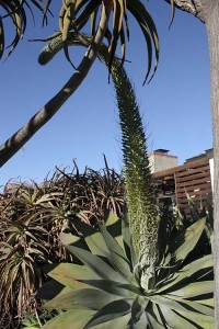 Agave attenuata with maturing bloom spike