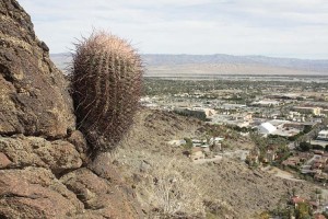 Cactus with a View