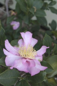 Camellia sasanqua Cleopatra