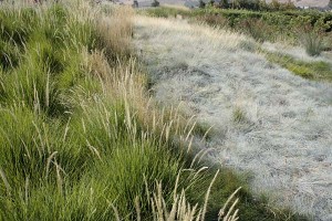 Cornerstone Greenlee river of grasses