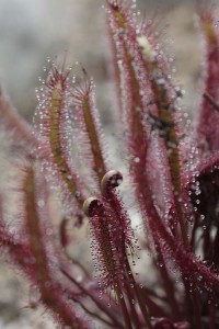 Drosera capensis Red Form in December