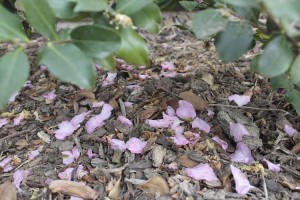 Fallen camellia petals