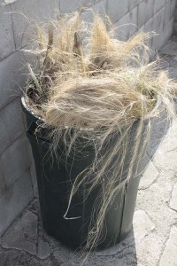 Feathergrass in the trash
