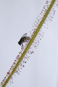 Fly caught by Drosera filiformis ssp. filiformis Florida giant