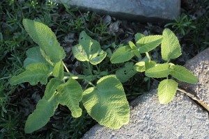 Hybrid Salvia Seedling