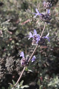 November Salvia clevelandii