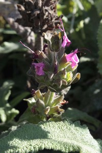 November Salvia spathacea