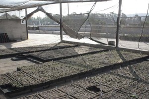 Recon Eriogonum fasciculatum seedlings in flats