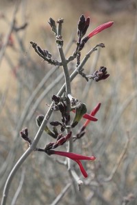 Red blooming thing maybe chuparosa