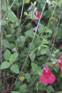 Salvia Hot Lips leaves