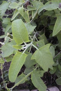 Salvia sagittata leaves