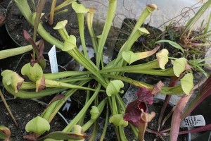 Sarracenia Super Green Giant in December