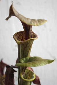 Sarracenia flava coppertop