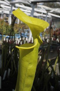 Sarracenia flava pitcher