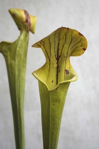 Sarracenia flava wide mouthed variety