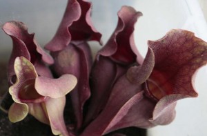 Sarracenia purpurea var burkii syn rosea