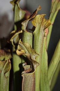 Sarracenia rubra gulfensis ancestral form