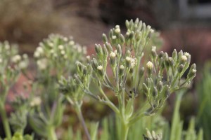 Senecio cylindricus flowers