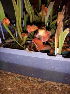 Tub of bog plants after the rain