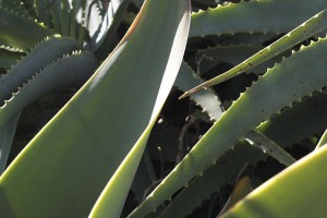 aloe-and-agave-leaves