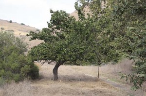 Old apricot in Lopez Canyon