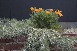 artemesia-and-escholzia