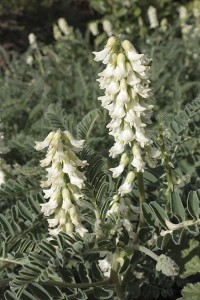 astragalus-nuttallii-flowers1