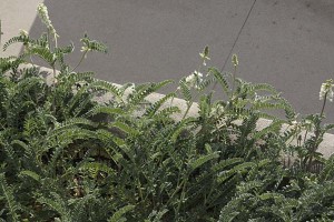 astragalus-nuttallii-leaves2