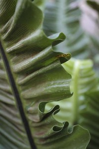 balboa-park-botanical-building-fern-detail-2