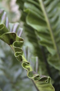 balboa-park-botanical-building-fern-detail