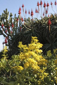 balboa-park-succulent-bloom-overview