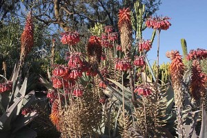 balboa-park-succulent-bloom-overview-3