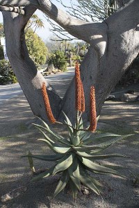 balboa-park-succulent-blooming-aloe