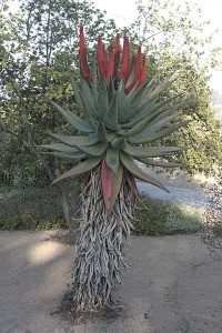 balboa-park-succulent-blooming-aloe-3