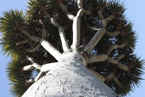 balboa-park-succulent-dracaeno-draco-looking-up