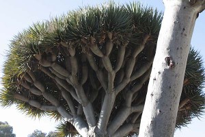 balboa-park-succulent-dracaeno-draco-two-trees