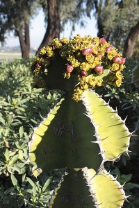 balboa-park-succulent-euphorbia-closeup
