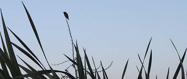 balboa-park-succulent-silhouette-of-bird