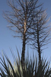 balboa-park-succulent-spent-yucca-stalks
