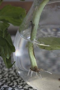 basil-rooted-cuttings