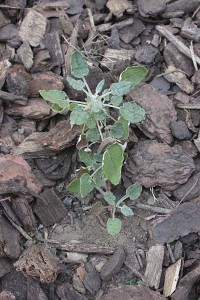 buckwheat-seedling-with-mulch