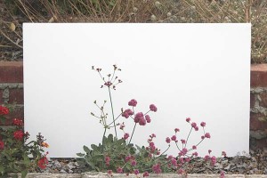 buckwheat-with-background