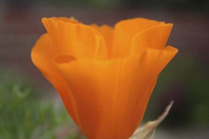 california-poppy-closeup