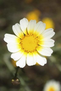 chrysanthemums-closeup-white1