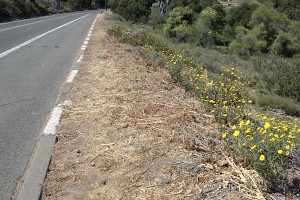 chrysanthemums-roadside1